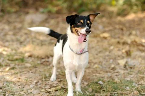 Silly Dog Stock Photos