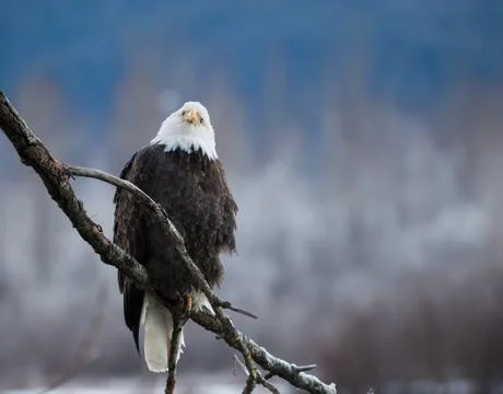 Silly eagle Foto stock