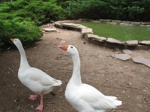 Silly Geese Stock Photos