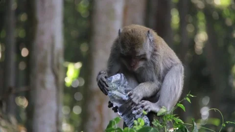 Silly Monkey Playing Around With Water Bottle (Slow Motion) - Bali, Indonesia Video stock 84291878