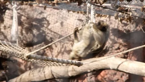 Silly monkey playing Stock Footage