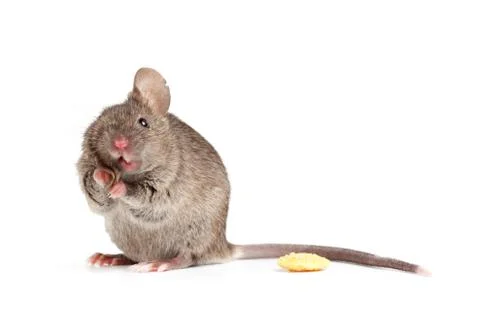 Silly mouse isolted on white Foto stock