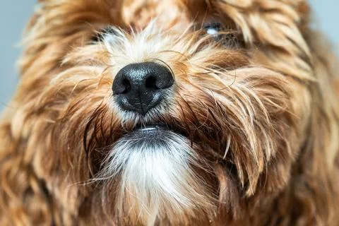 Silly Puppy Expression Stock Photos