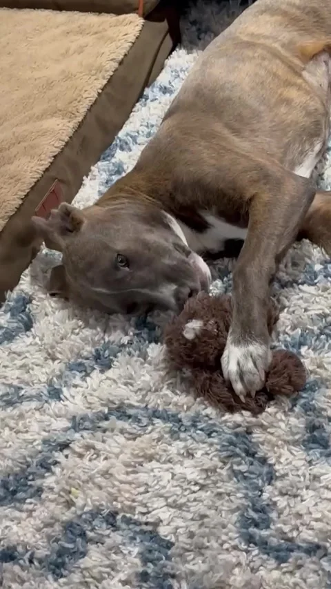 Silly Puppy Wiggles Stock Footage 313292156