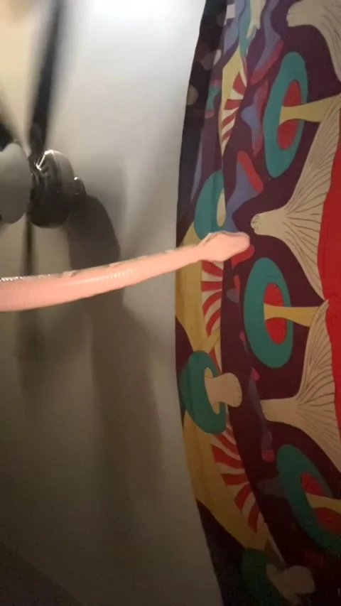 Silly Snake Tries to Get a Better Signal - 06 Oct 2025 Stock Footage 320420729