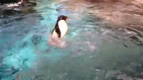 Silly Swimming Penguin Video stock 39457259