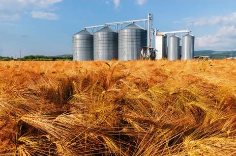 Silos in a barley field. Stock Photos