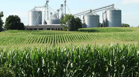 Silos behind a cornfield Stock Footage 42708240