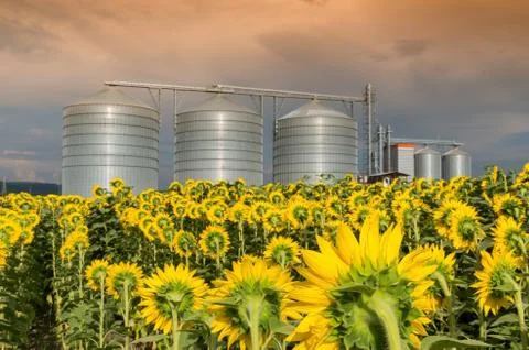 Silos for storing grain Stock Photos