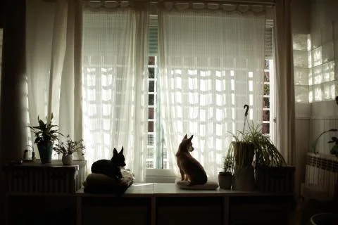 The silouette of two dogs in the window 스톡 사진