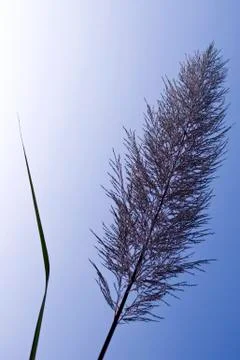 A silouetted of grass Stock Photos