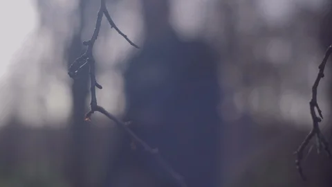 Siloutte walking in winter woods Stock Footage 86696650