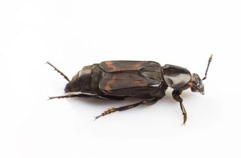 Silphidae Stock Photos