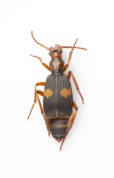 Silphidae Foto stock