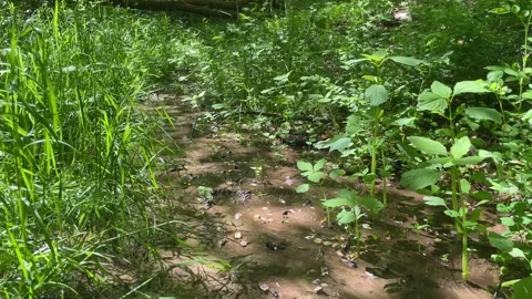 Silt Filled Creek Stock Footage 241524000