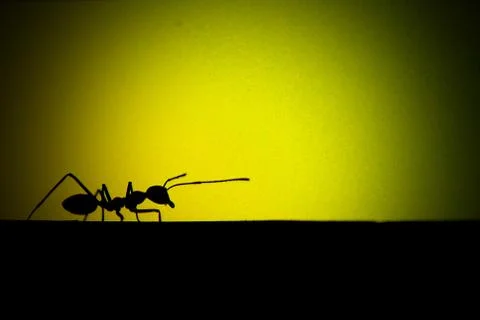 Siluet Ant Stock Photos