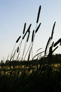 Siluettegrass Stock Photos