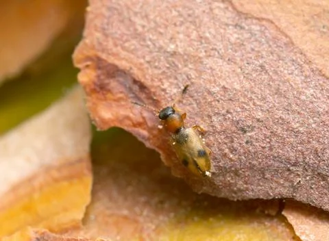 Silvan flat bark beetle, Psammoecus bipunctatus on bark Foto stock