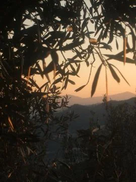 From Silvanas Place Stock Photos