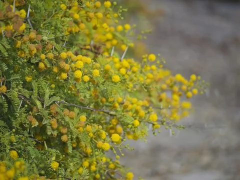 Silver acacia Stock Photos