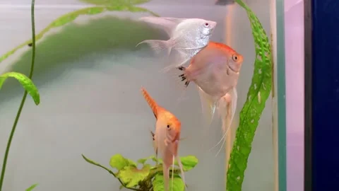 Silver angelfish Stock Footage 163171743