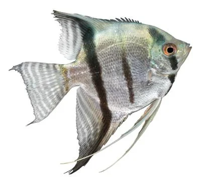 Silver angelfish Stock Photos