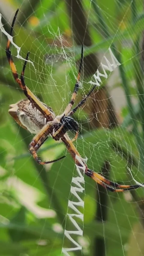 Silver Argiope Spider Weaving Web Macro Stock Footage 342393546