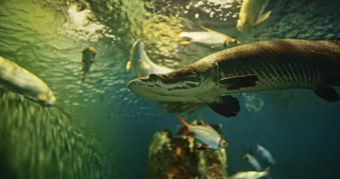 Silver Arowana And Pacman Catfish Swims Among Other Fish Bottom View. Stock-Footage 328940596