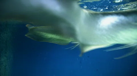 Silver Arowana Video stock 620088