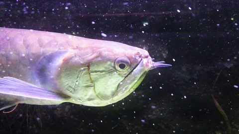 Silver arowana Stock Footage 120528650