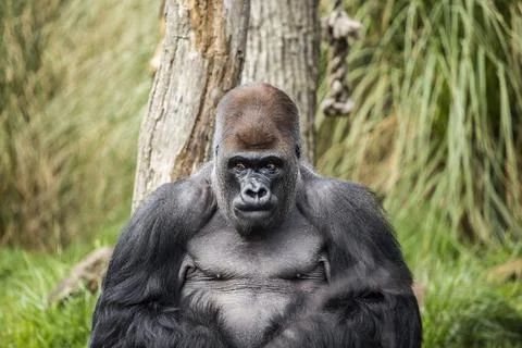 Silver Back Gorilla portrait. Stock Photos