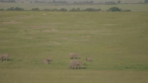 Silver back Jackals play in the long grass. Stock Footage 156468725
