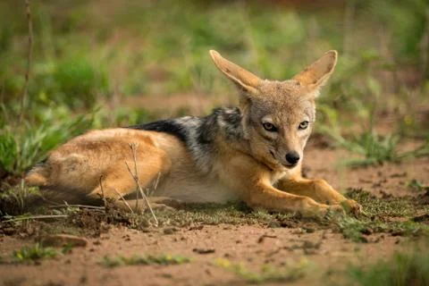 Silver-backed jackal lying in patch of grass Fotos de archivo