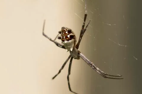 Silver Backed Spider Stock Photos