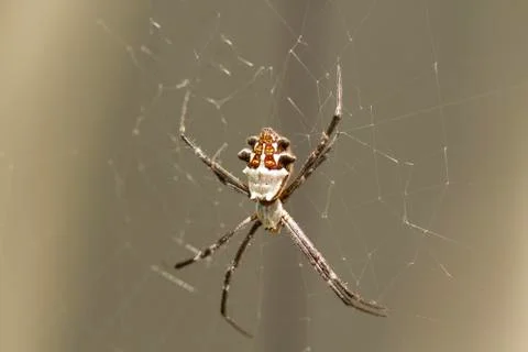 Silver Backed Spider Stock Photos