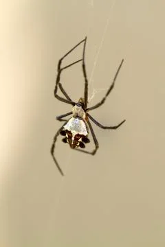 Silver Backed Spider Stock Photos