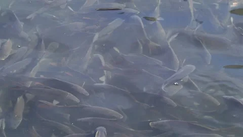 Silver barb fish in farm. Video stock 104008693