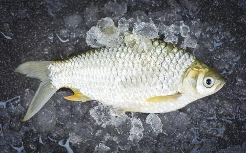 Silver Barb fish on ice,  Java Barb Carp Fish on market food on dark backgrou 스톡 사진