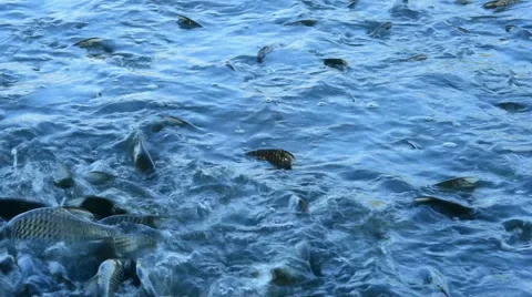 Silver Barb in a Pond Vidéo 67903098