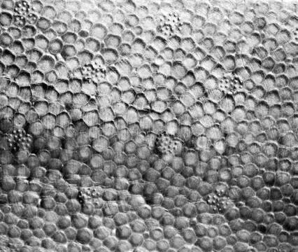 Silver bckground Stock Photos