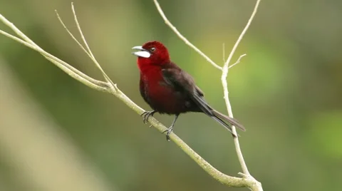 Silver-beaked Tanager 스톡 동영상 64802673