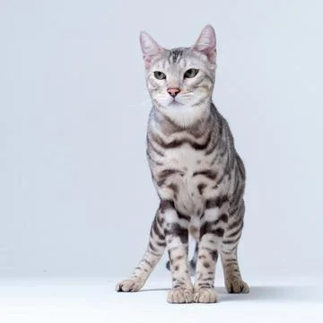 Silver Bengal Cat in studio Stock Photos