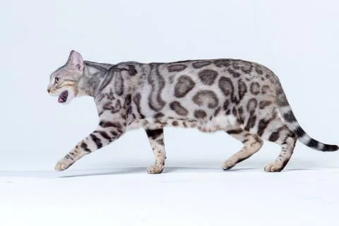 Silver Bengal Cat in studio Stock Photos