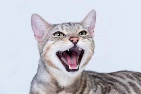 Silver Bengal Cat in studio Stock Photos