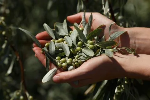 Silver berry Stock Photos