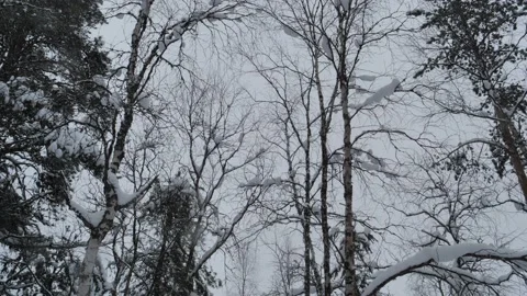 Silver birc h tree top Stock Footage 153793107