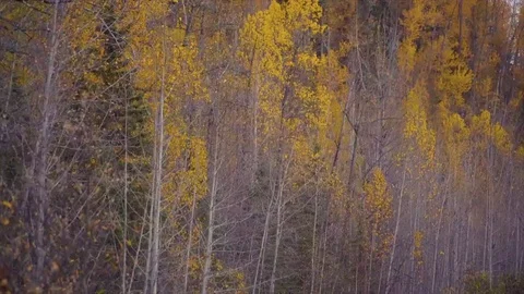 Silver Birch Alaska 2 Stock Footage 82185021