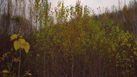 Silver Birch Alaska Stock Footage 82185076