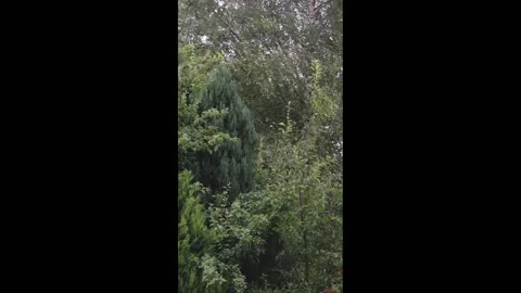 Silver Birch, Apple and Cyprus Trees swaying Bending in Violent Summer Storm Stock Footage 306679005