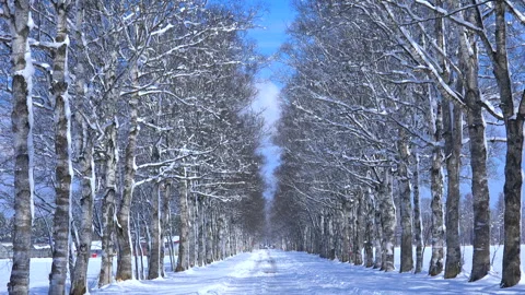 Silver Birch Avenue Vidéo 332444695